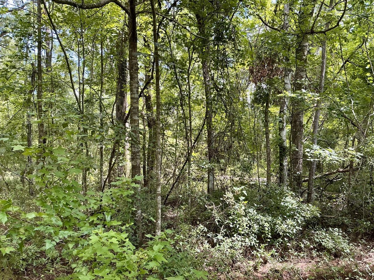 Vacant Luther Wilson Road Greenville, FL 32331 - Photo 34 of 40