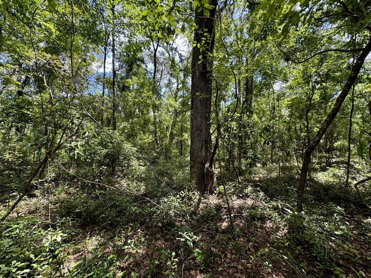 Vacant Luther Wilson Road Greenville, FL 32331 - Photo 39 of 40