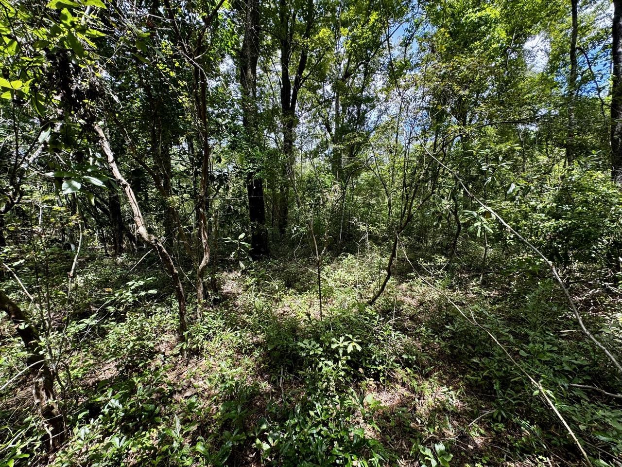 Vacant Luther Wilson Road Greenville, FL 32331 - Photo 40 of 40