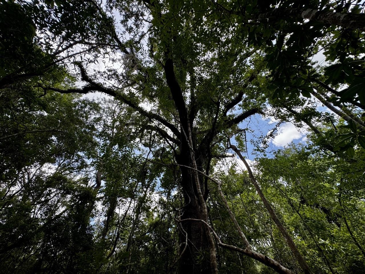 Vacant Luther Wilson Road Greenville, FL 32331 - Photo 4 of 40