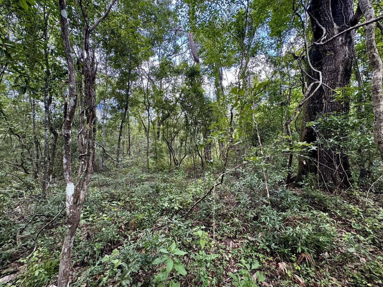 Vacant Luther Wilson Road Greenville, FL 32331 - Photo 5 of 40