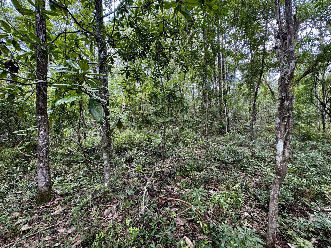 Vacant Luther Wilson Road Greenville, FL 32331 - Photo 6 of 40