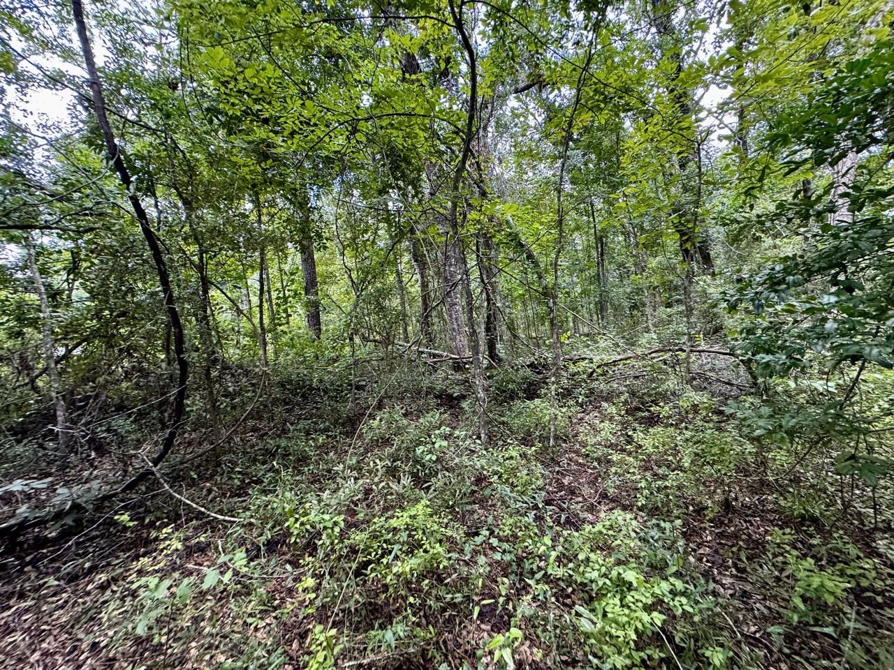 Vacant Luther Wilson Road Greenville, FL 32331 - Photo 9 of 40