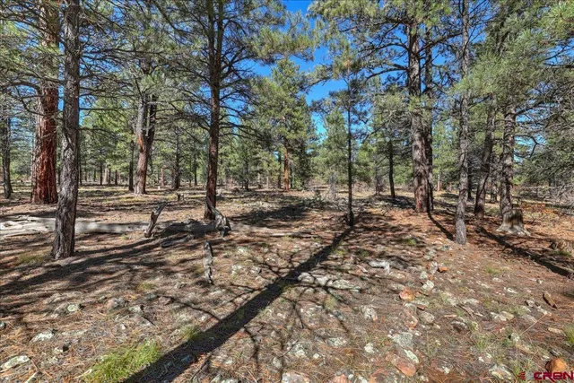 a view of a forest with trees