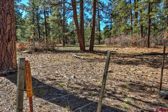 a view of a yard with trees