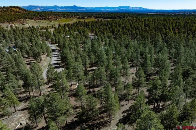 a view of a lush green forest with trees and some houses