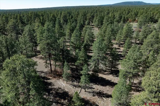 a view of a forest with a street