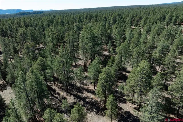 a view of a forest with a street