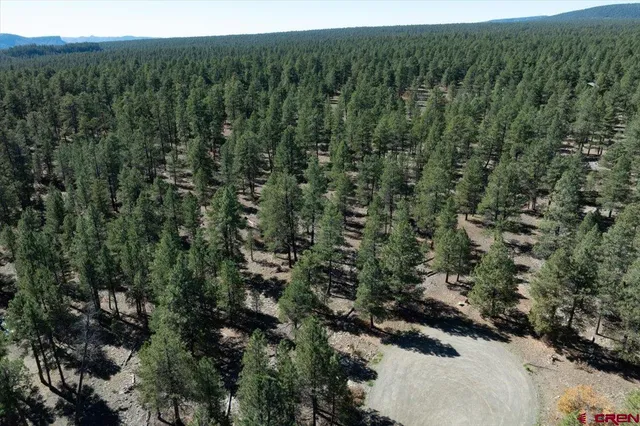 a view of a forest with lots of trees