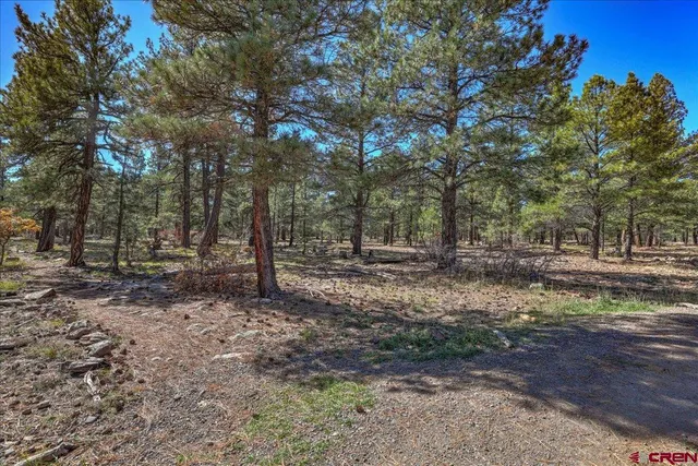 a view of a tree in the middle of a yard