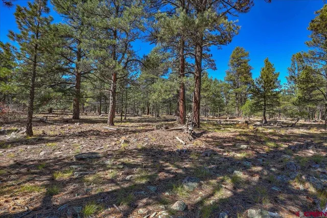 a view of backyard space with trees