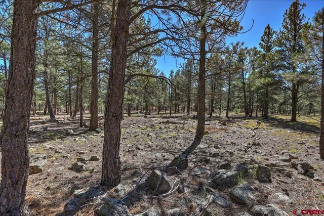 a view of a forest filled with trees