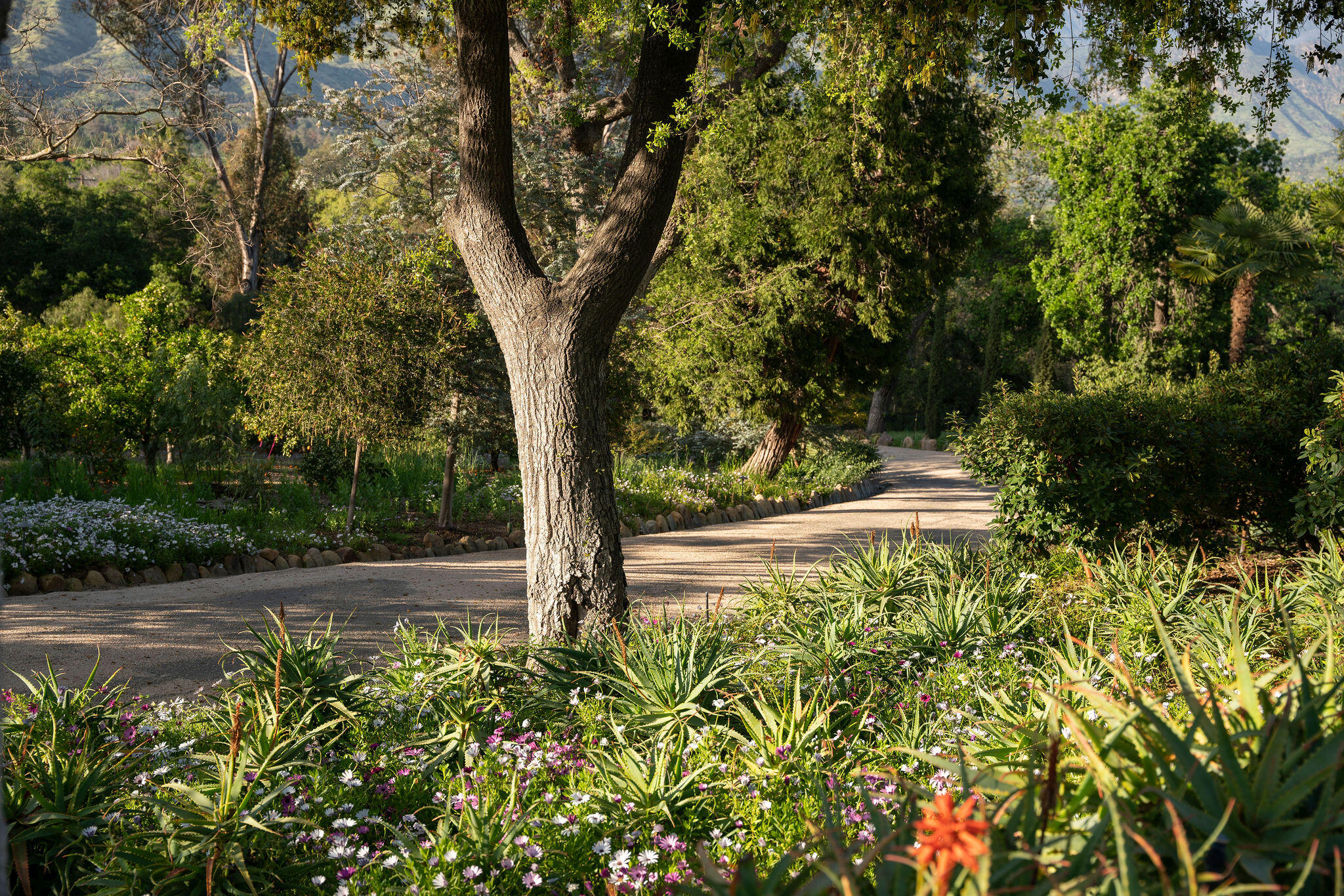 0 San Antonio Street Ojai, CA 93023 - Photo 11 of 73 a view of a yard with plants and a large tree