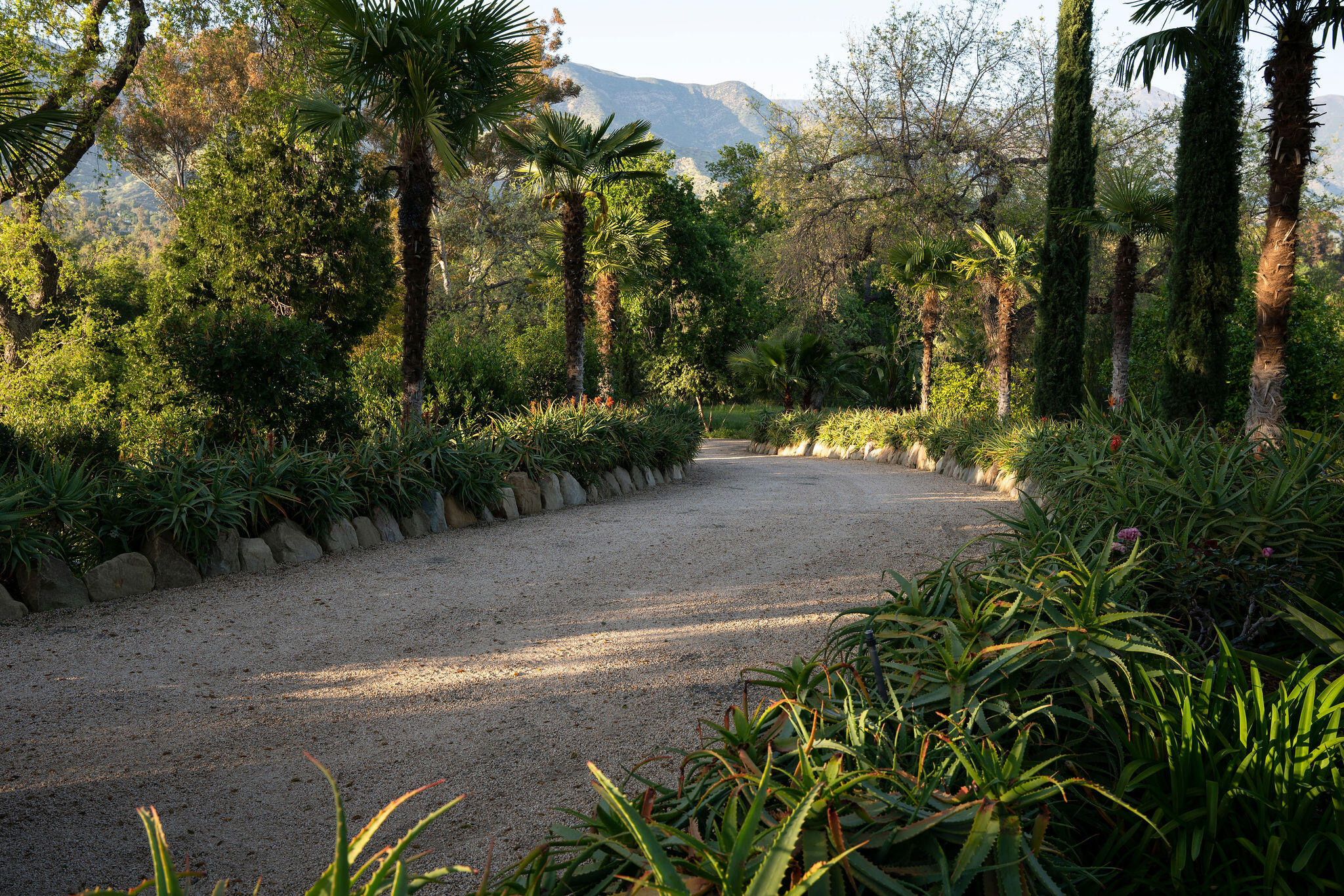 0 San Antonio Street Ojai, CA 93023 - Photo 12 of 73 a view of a yard with plants and trees