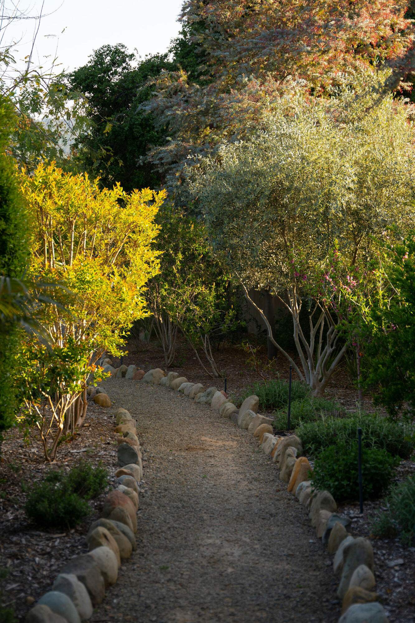 0 San Antonio Street Ojai, CA 93023 - Photo 39 of 73 a view of a yard with plants and large trees