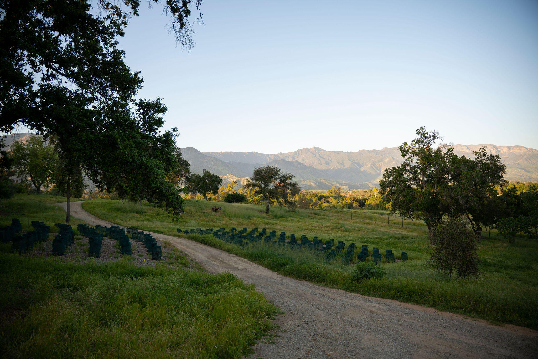 0 San Antonio Street Ojai, CA 93023 - Photo 71 of 73 a view of a grassy field with trees