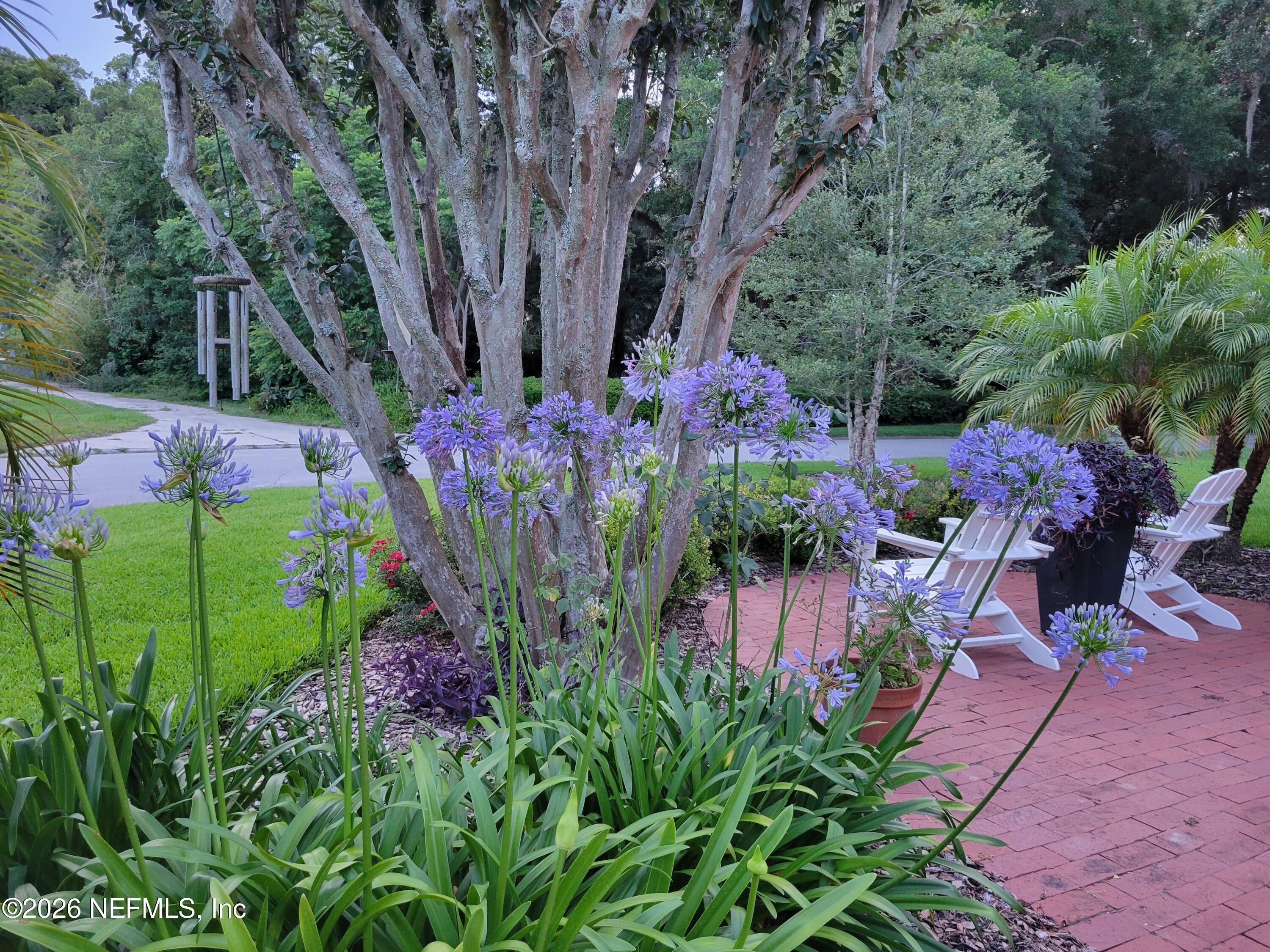 8349 Kim Road Jacksonville, FL 32217 - Photo 60 of 73 Aganpanthus in full bloom