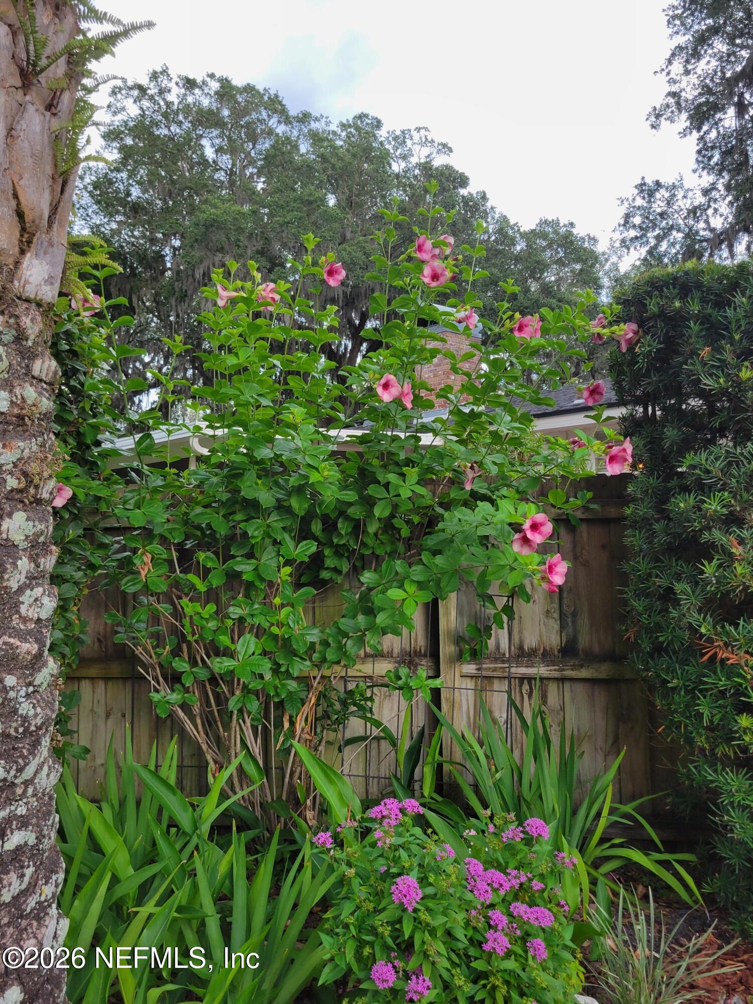 8349 Kim Road Jacksonville, FL 32217 - Photo 67 of 73 Mandevillia