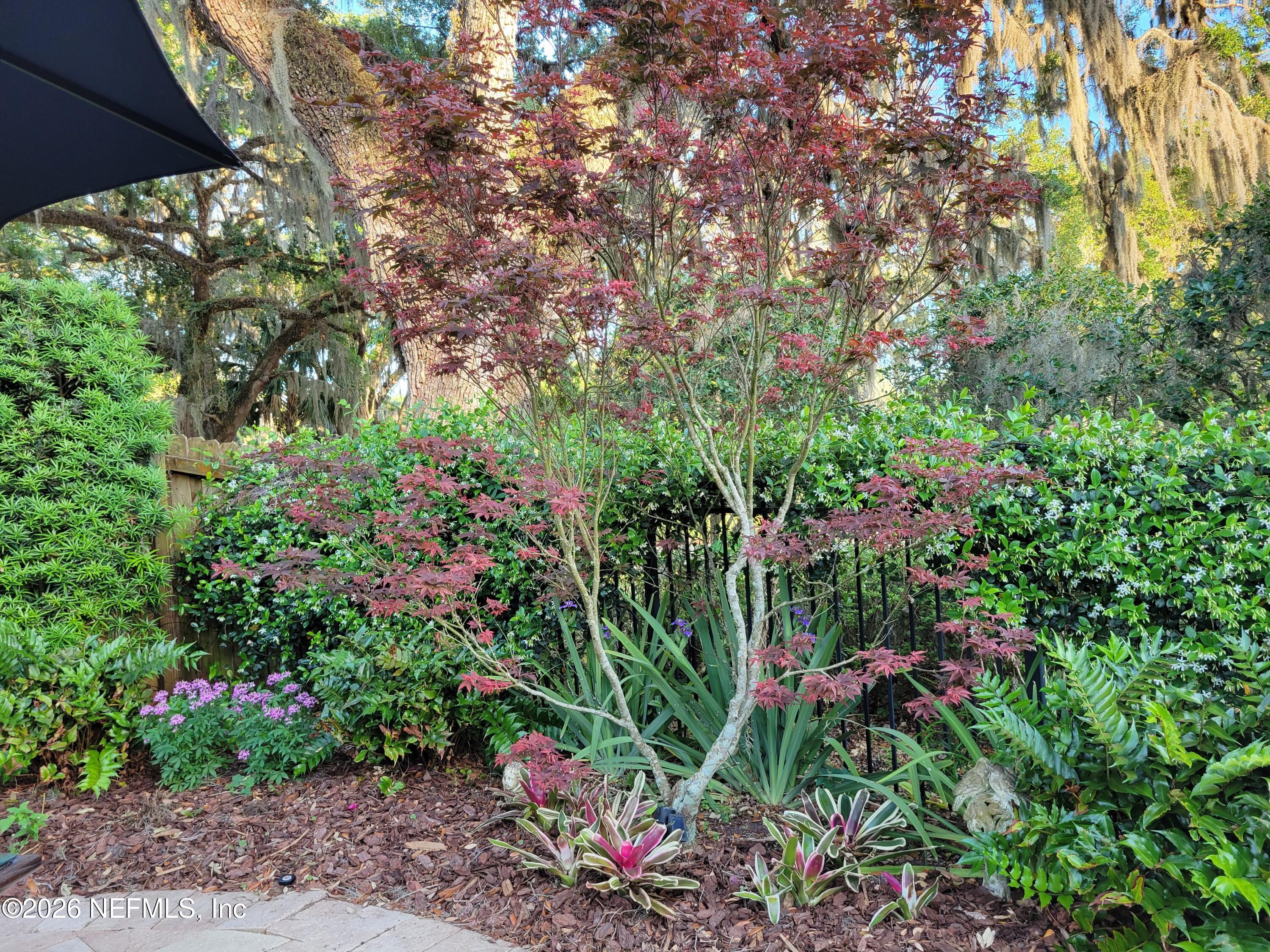 8349 Kim Road Jacksonville, FL 32217 - Photo 68 of 73 Japanese Maple garden