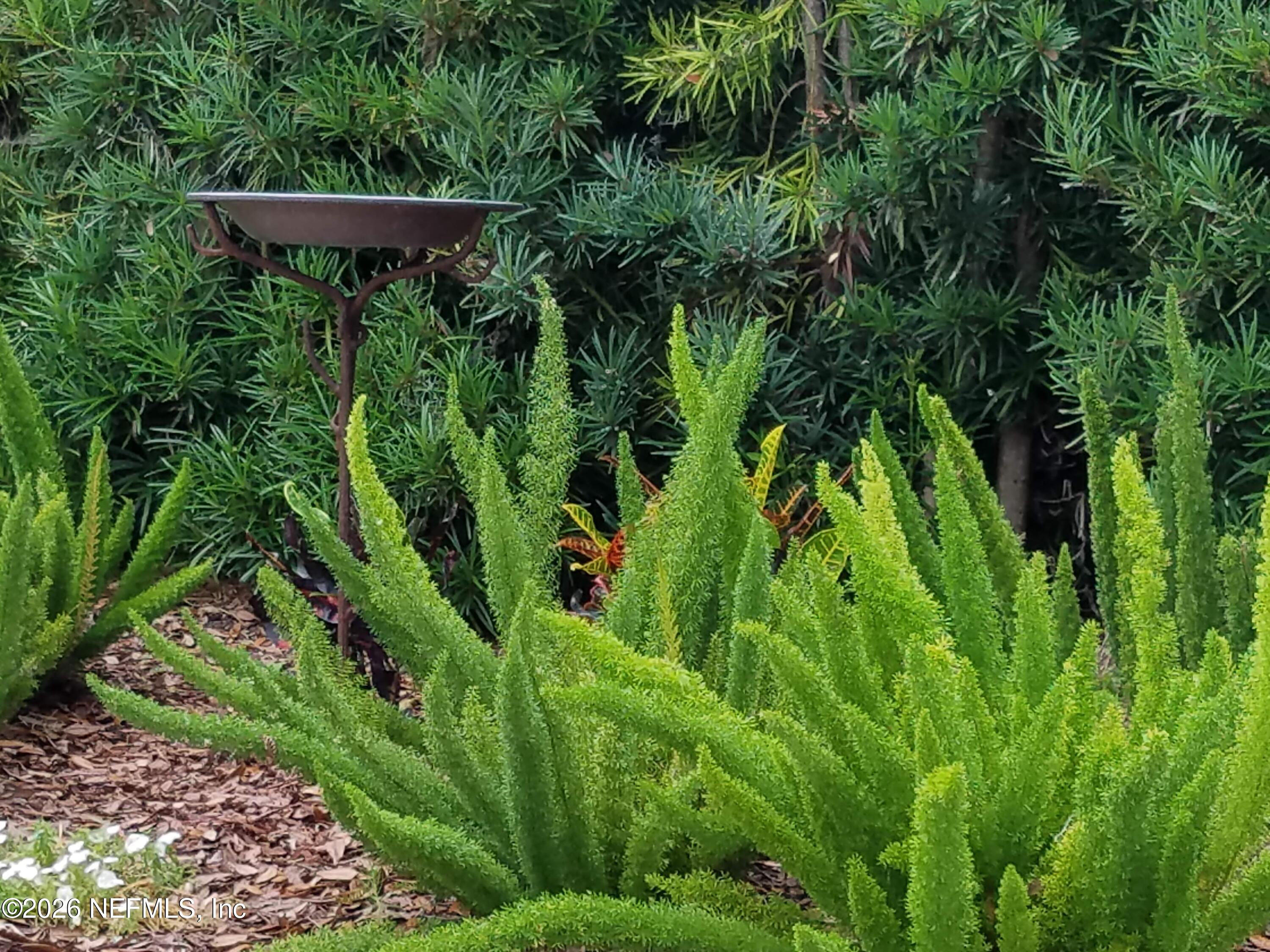 8349 Kim Road Jacksonville, FL 32217 - Photo 69 of 73 Foxtail ferns
