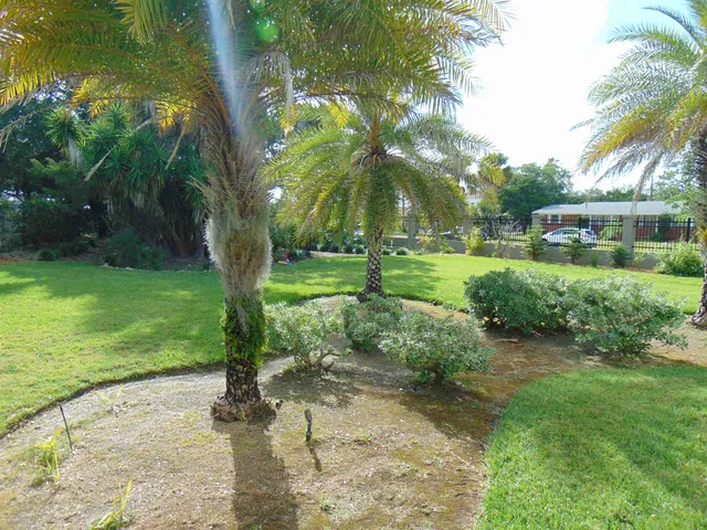 a view of a garden with a tree