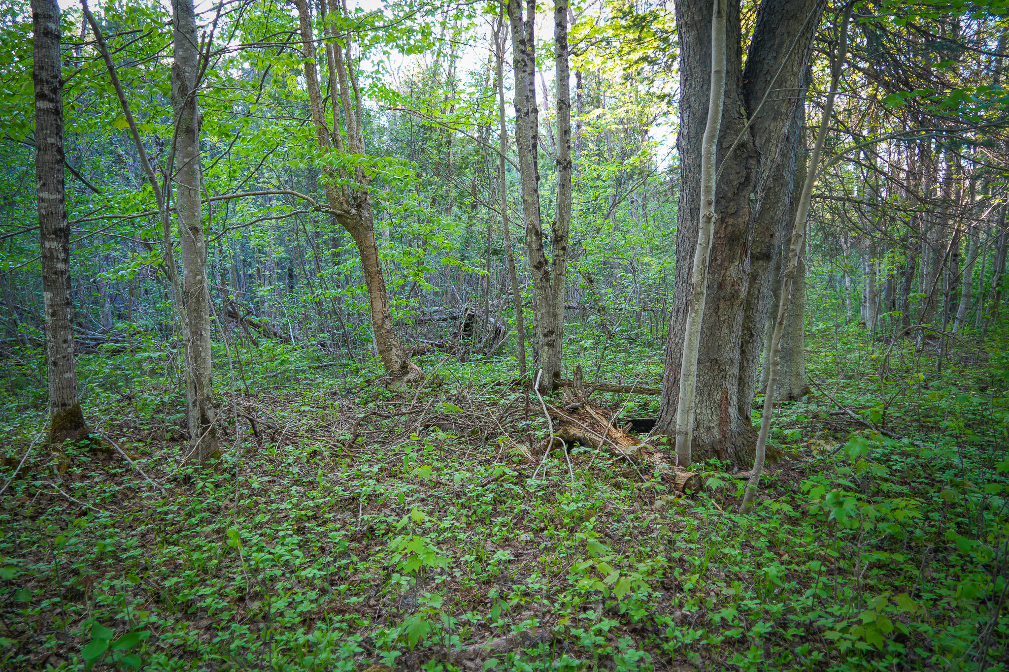 V/l V/l 33rd Road Perkins, MI 49872 - Photo 39 of 70 DSC00065