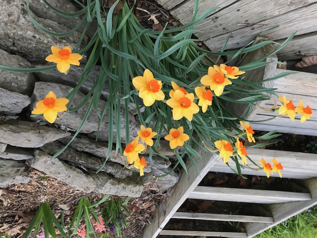 2066 Tolbert Road Hamilton, OH 45011 - Photo 31 of 63 These vibrant daffodils bring a cheerful burst of color to the exterior.