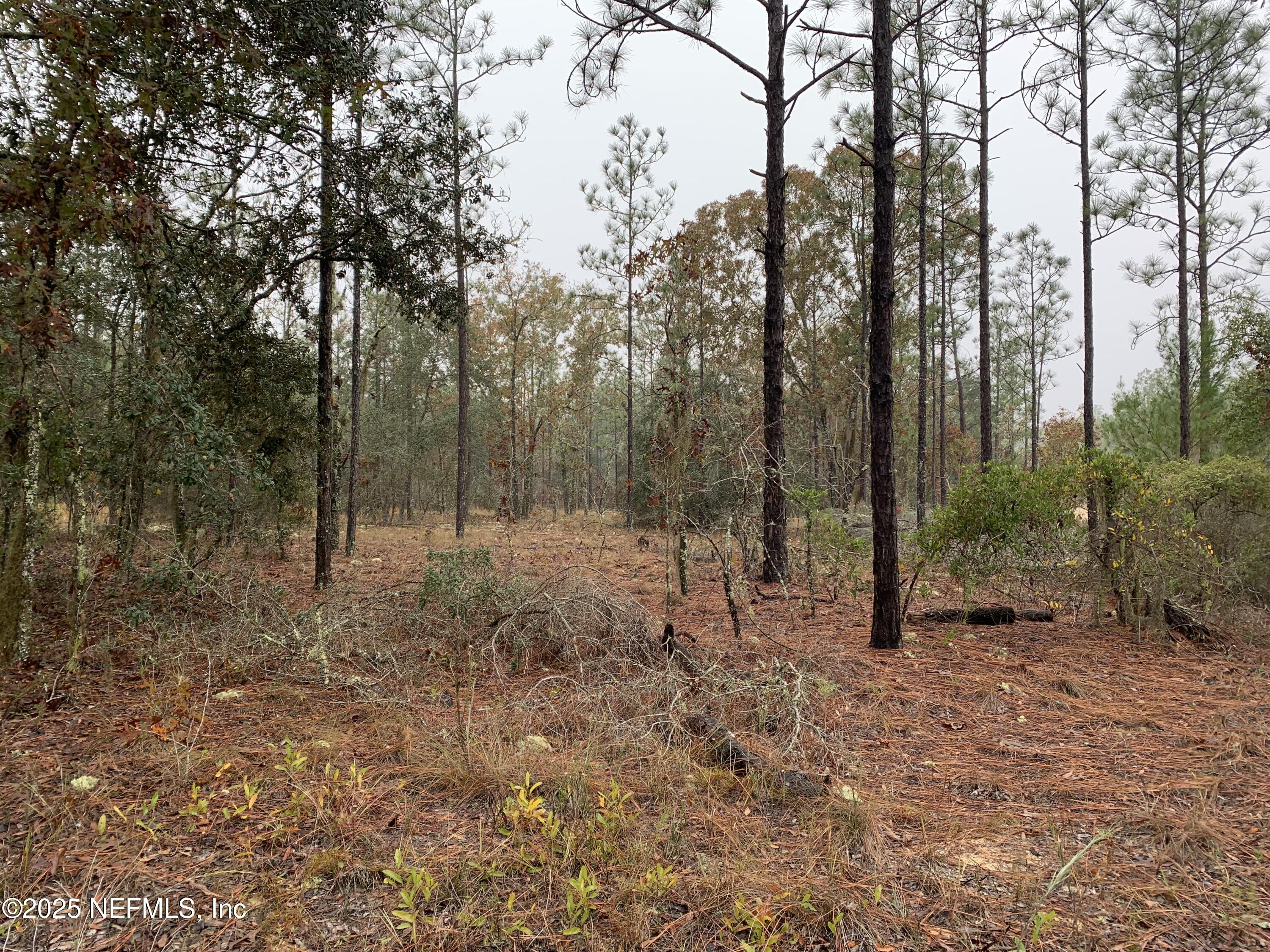 a view of a forest with trees in the background