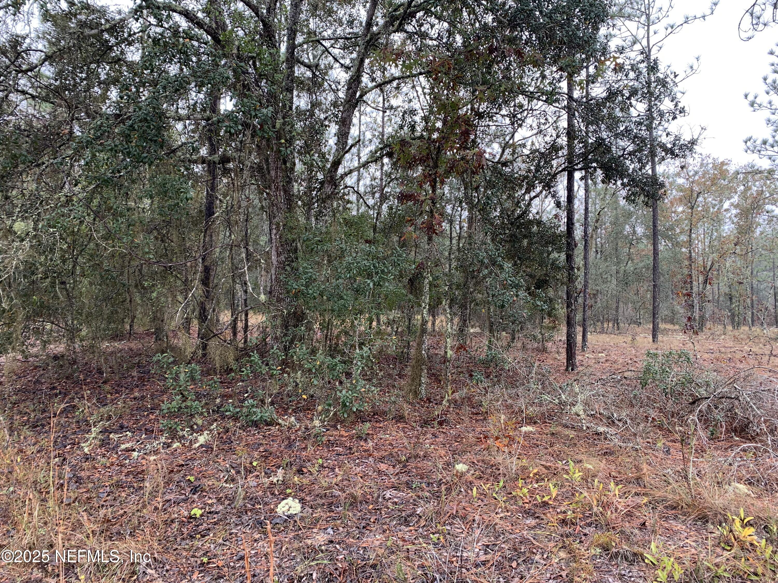 0 Colony Street Hawthorne, FL 32640 - Photo 2 of 10 a view of a forest filled with trees