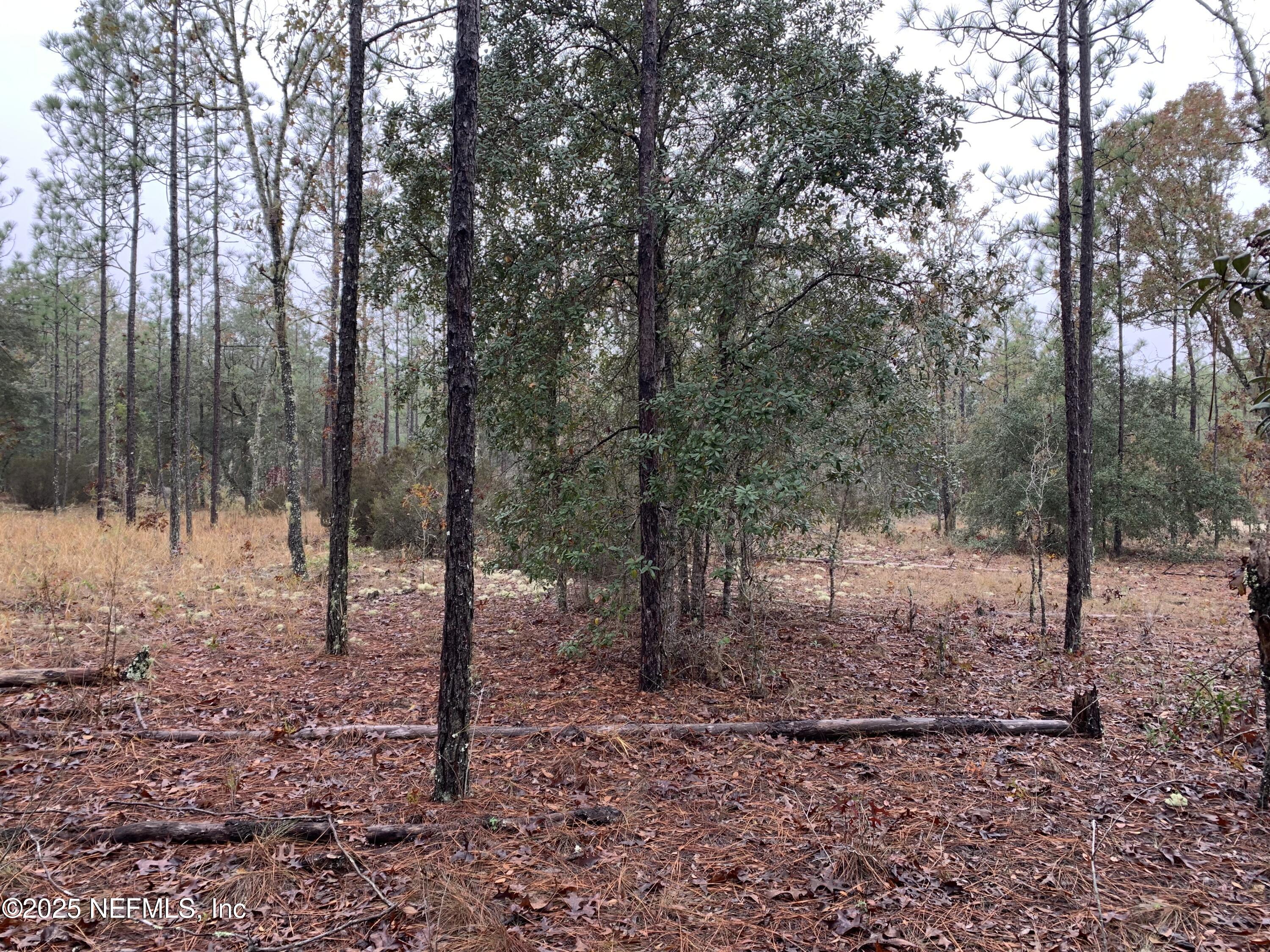 0 Colony Street Hawthorne, FL 32640 - Photo 3 of 10 a view of a forest filled with trees