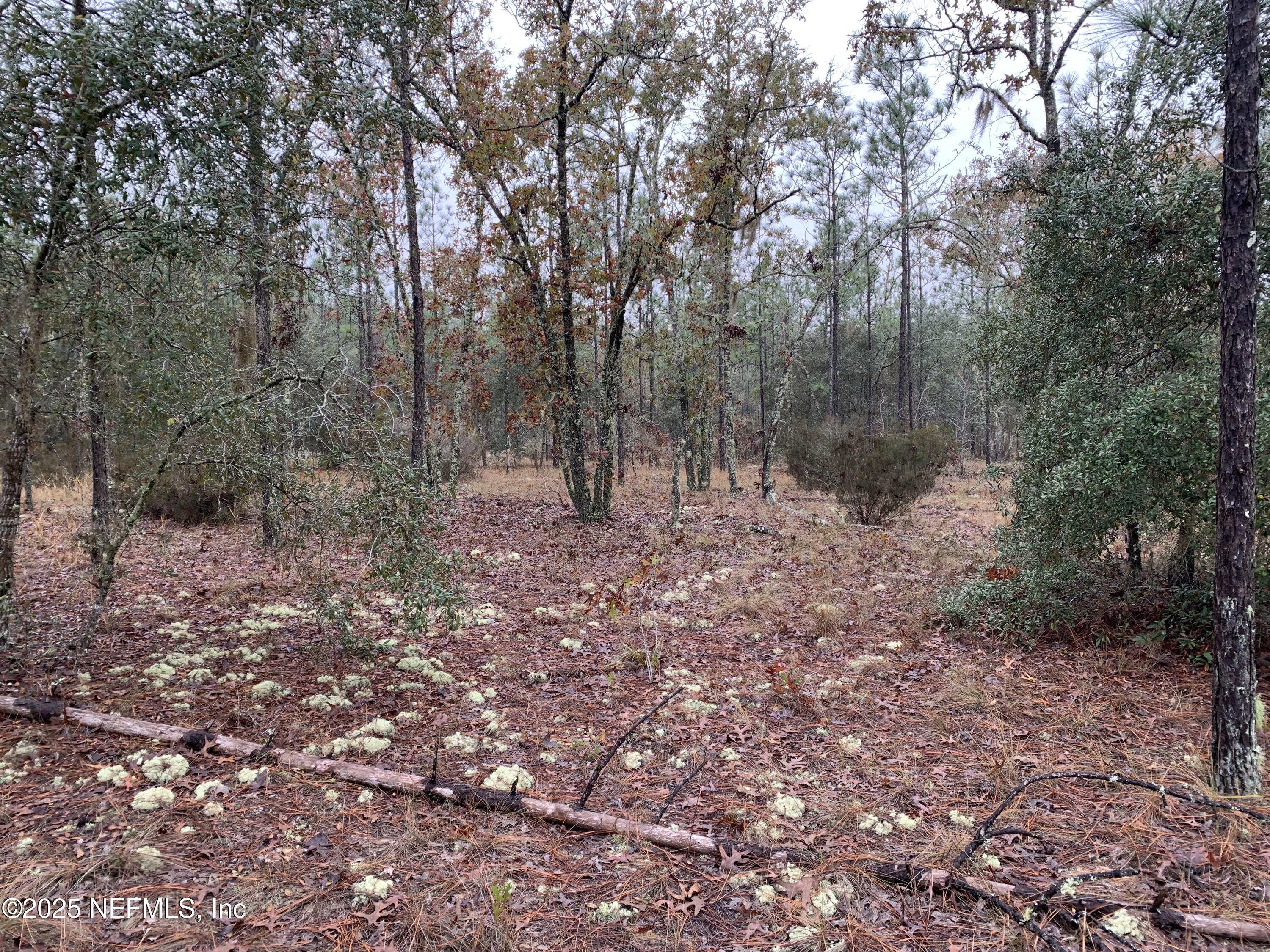 0 Colony Street Hawthorne, FL 32640 - Photo 4 of 10 a view of a forest with trees in the background