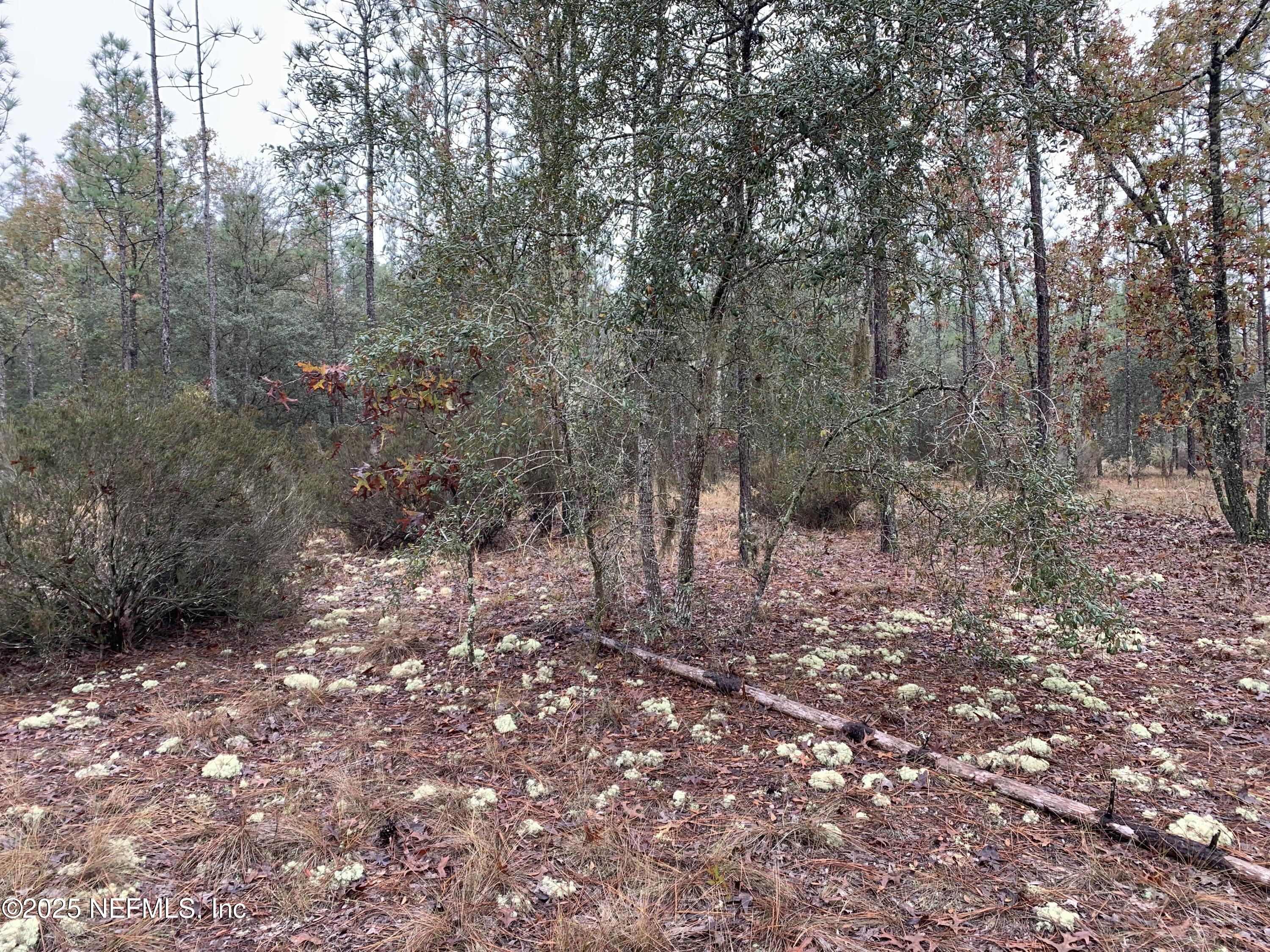 0 Colony Street Hawthorne, FL 32640 - Photo 5 of 10 a view of a forest with trees in the background