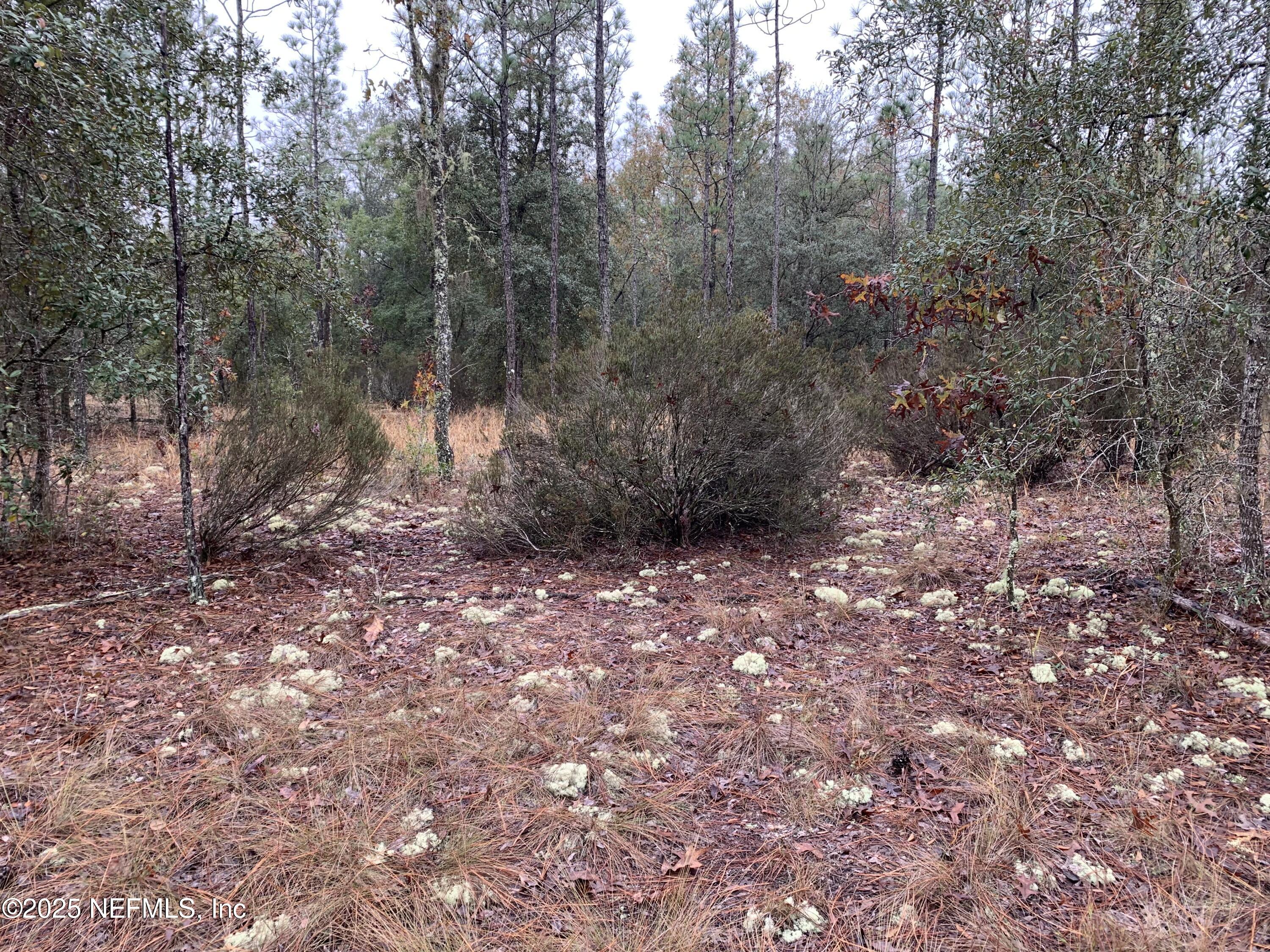 0 Colony Street Hawthorne, FL 32640 - Photo 6 of 10 a view of outdoor space and forest