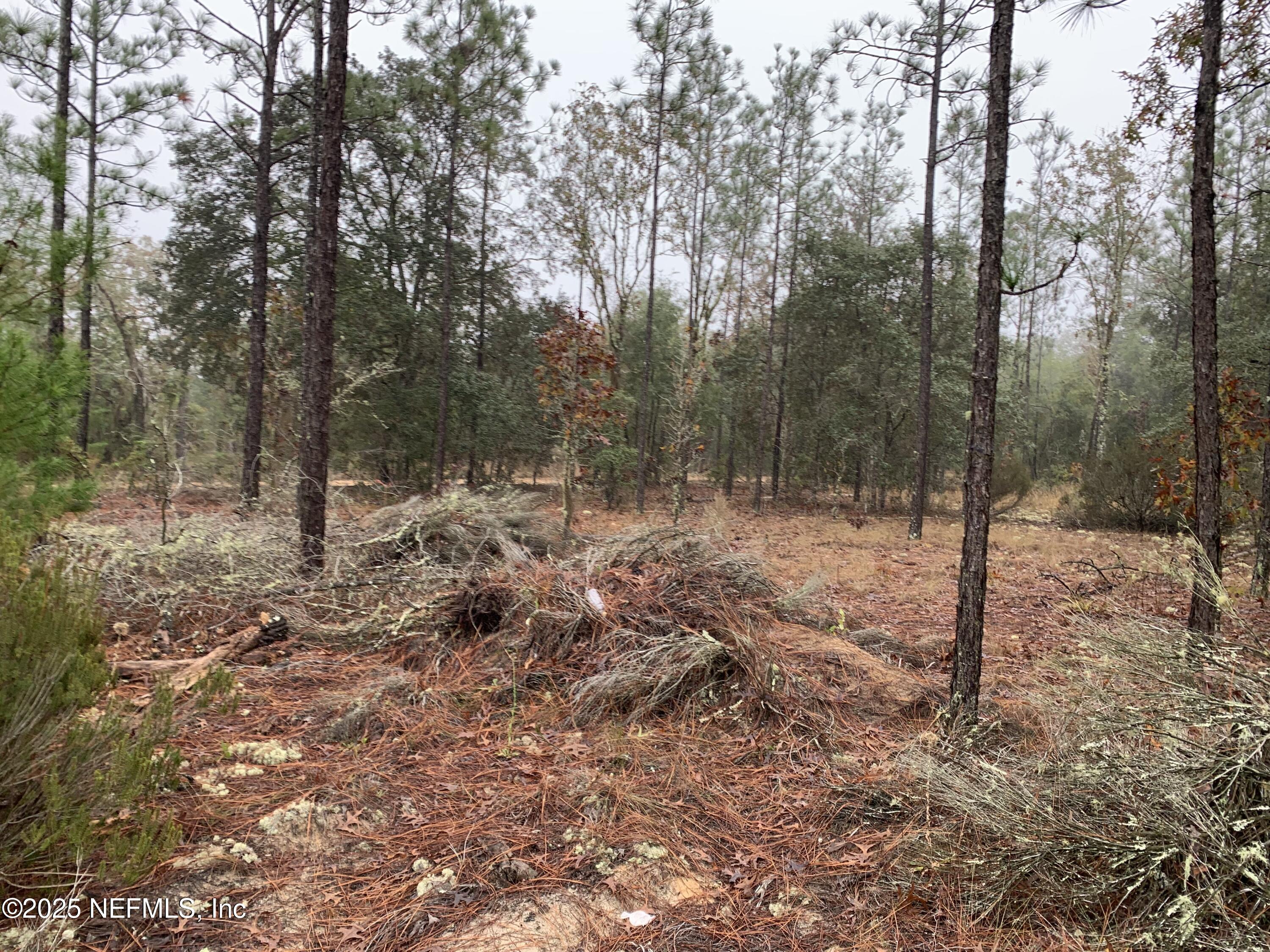 0 Colony Street Hawthorne, FL 32640 - Photo 7 of 10 a view of a forest filled with trees