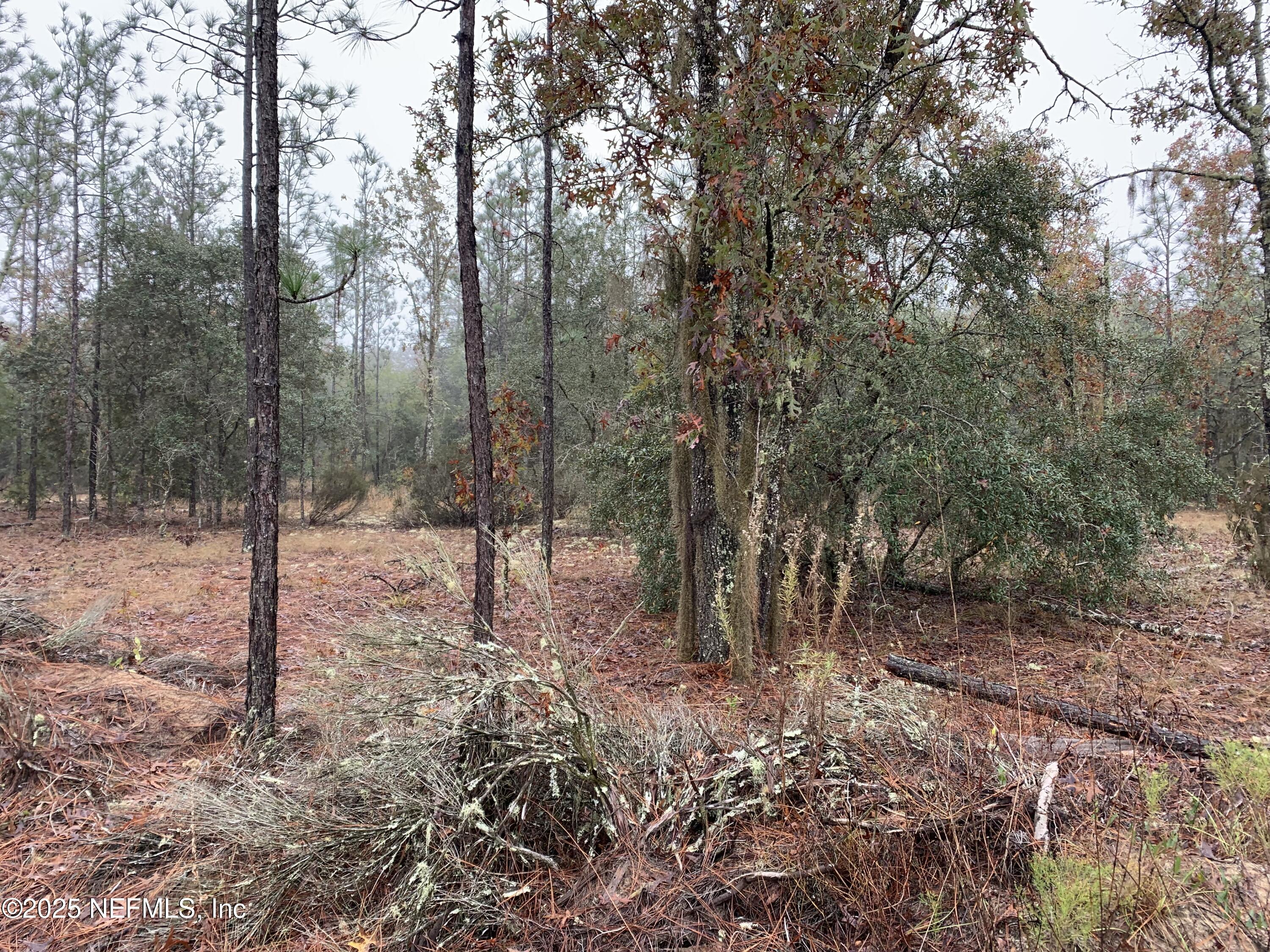 0 Colony Street Hawthorne, FL 32640 - Photo 8 of 10 a view of a forest filled with trees