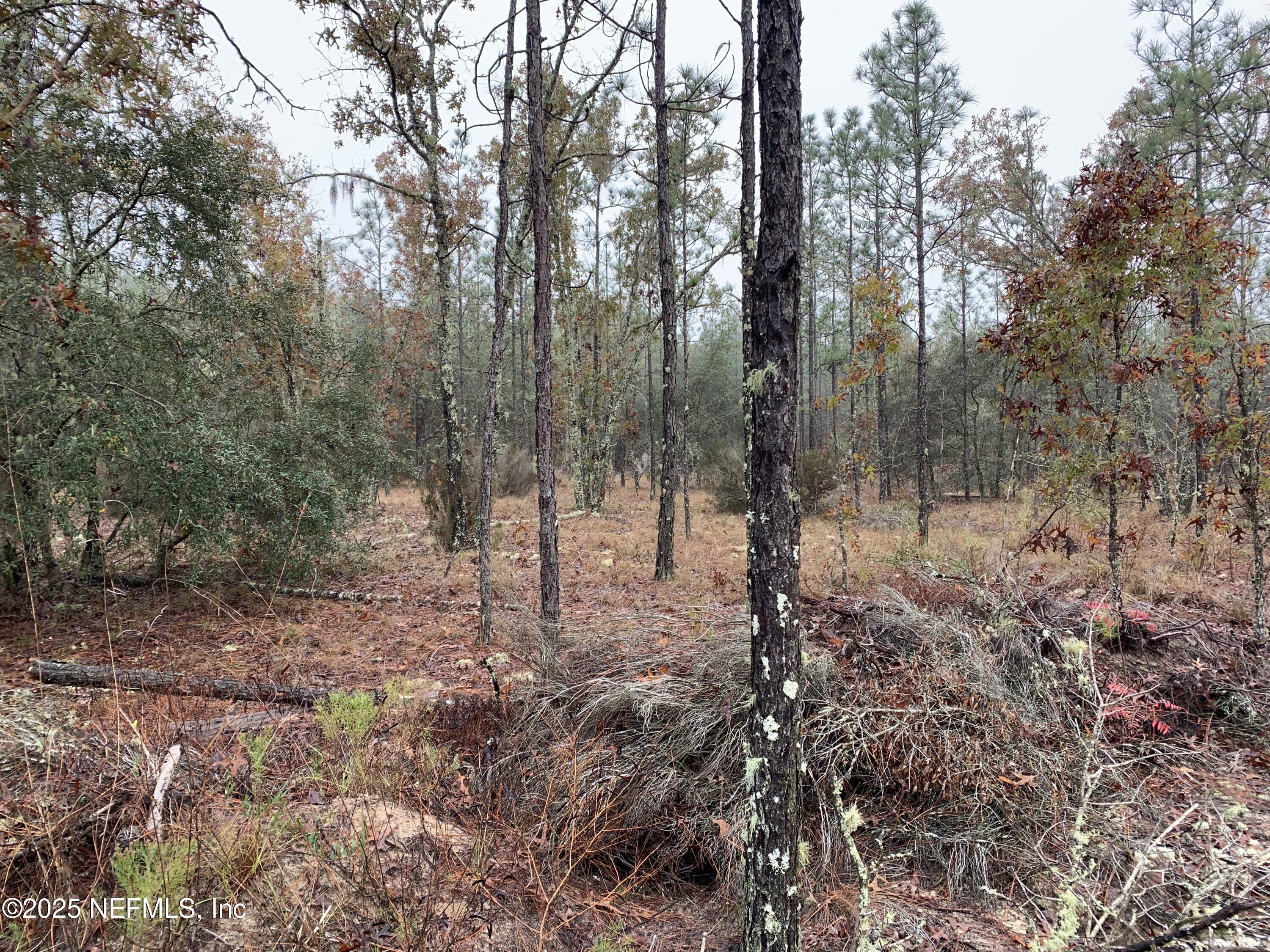0 Colony Street Hawthorne, FL 32640 - Photo 9 of 10 a view of a forest with trees