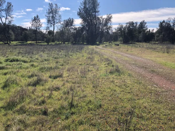 a view of a park with large trees