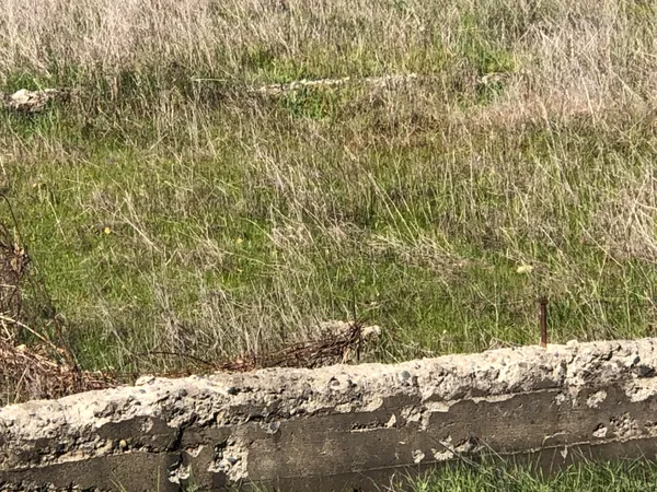 a view of yard with trees