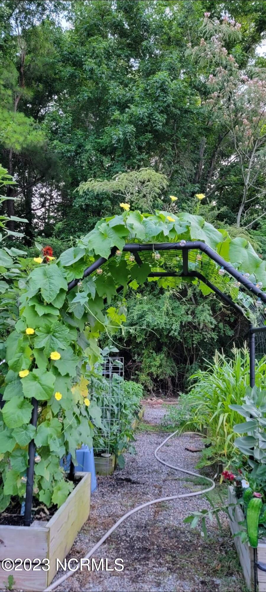 534 Soundside Road Edenton, NC 27932 - Photo 33 of 34 Summertime pic of garden (seller provided)