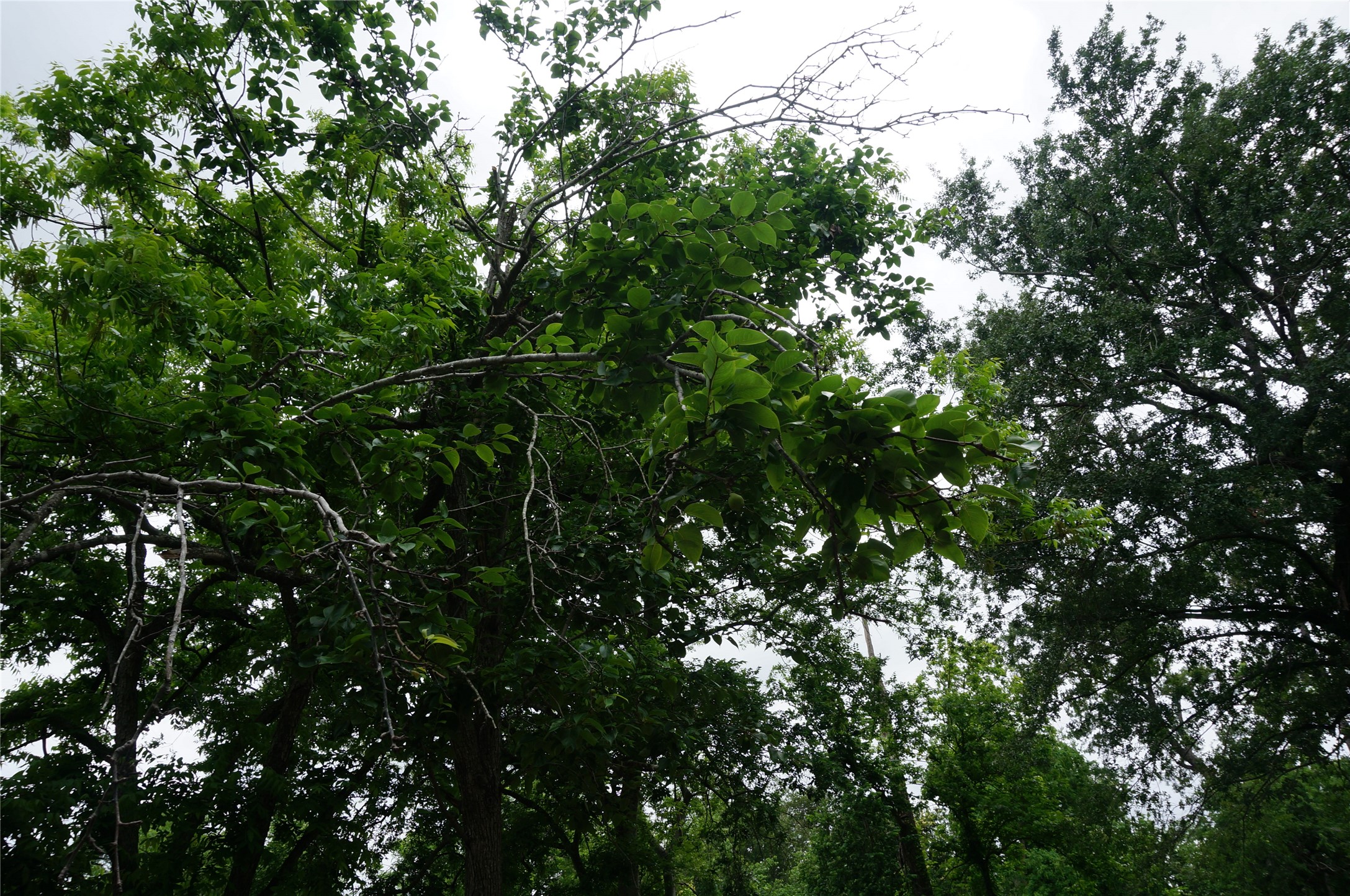 4308 Banner Drive Houston, TX 77013 - Photo 19 of 45