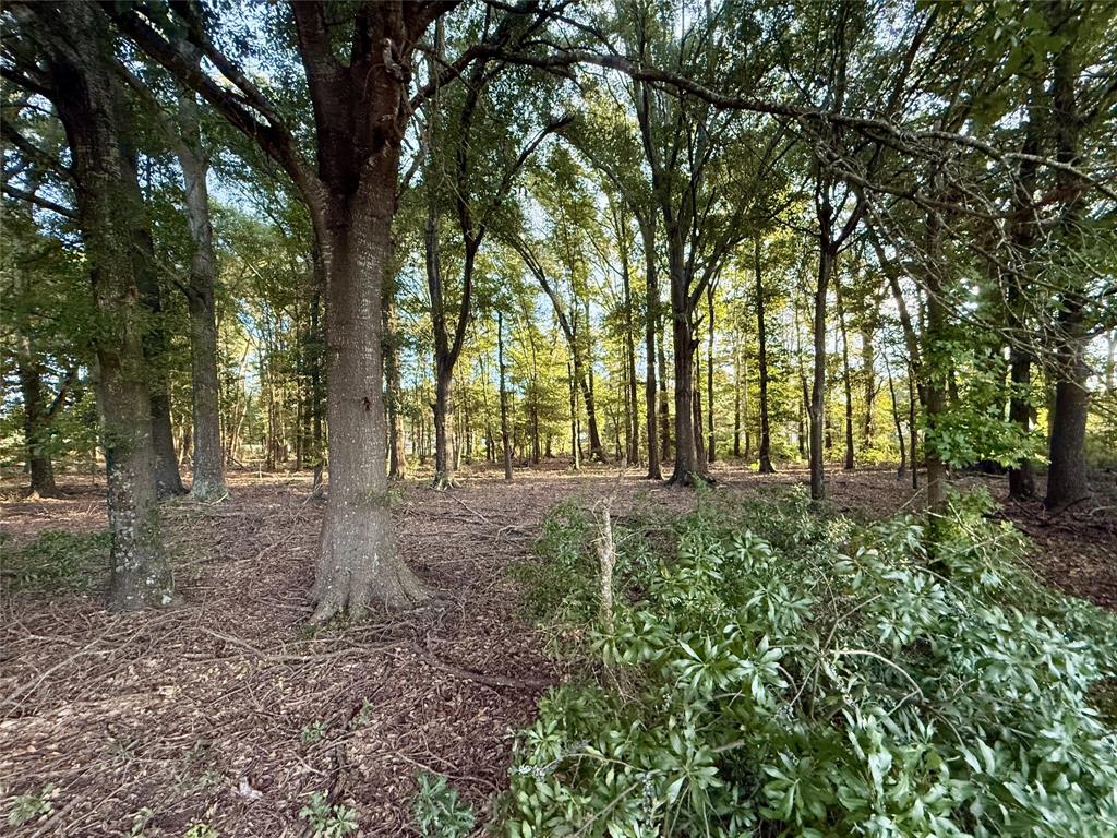 1211 VZ County Road Canton, TX 75103 - Photo 32 of 39 Wooded are at front of property