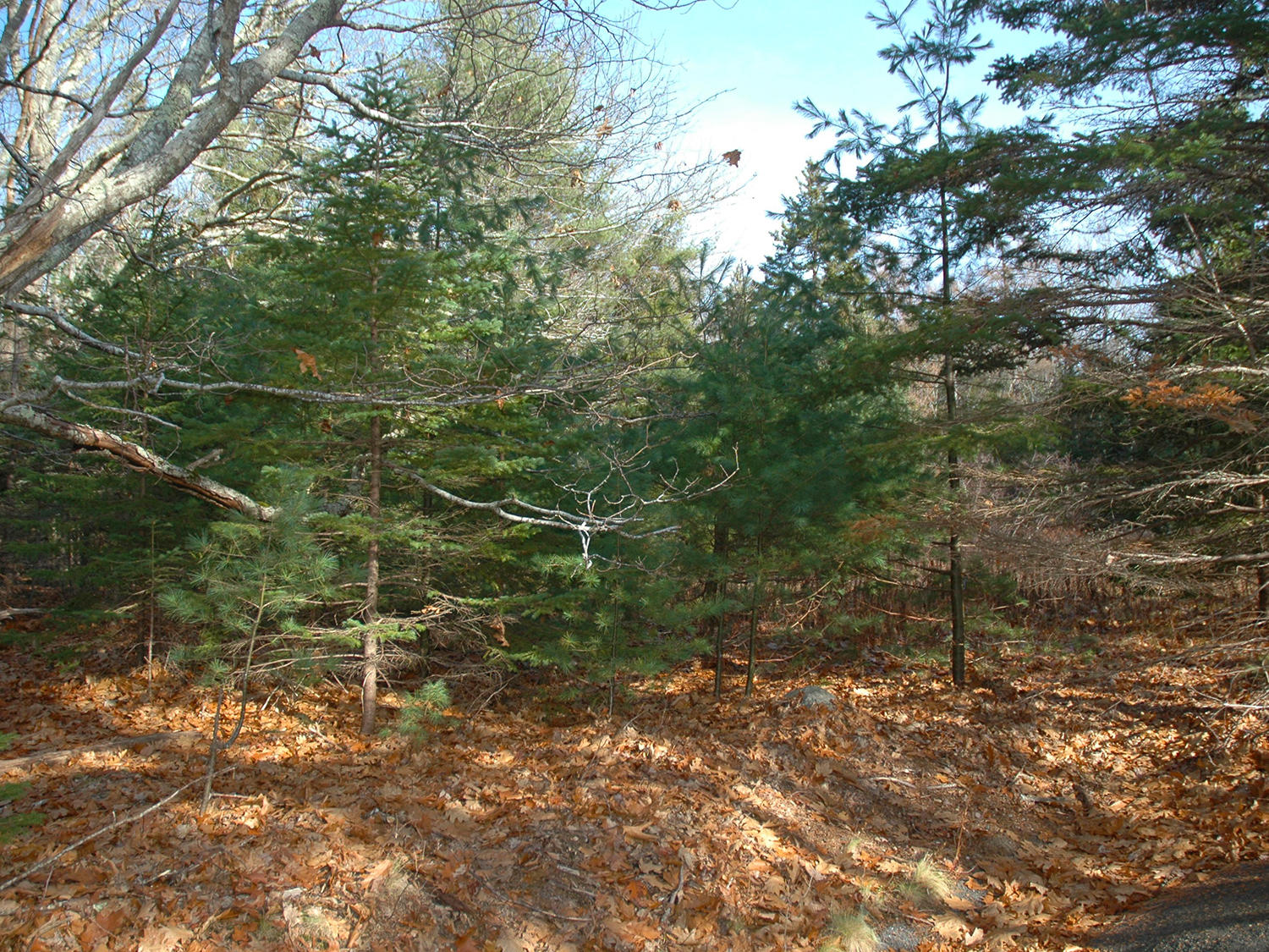 0 Giant Slide Road Mount Desert, ME 04660 - Photo 5 of 7 Giant Slide Road Lot