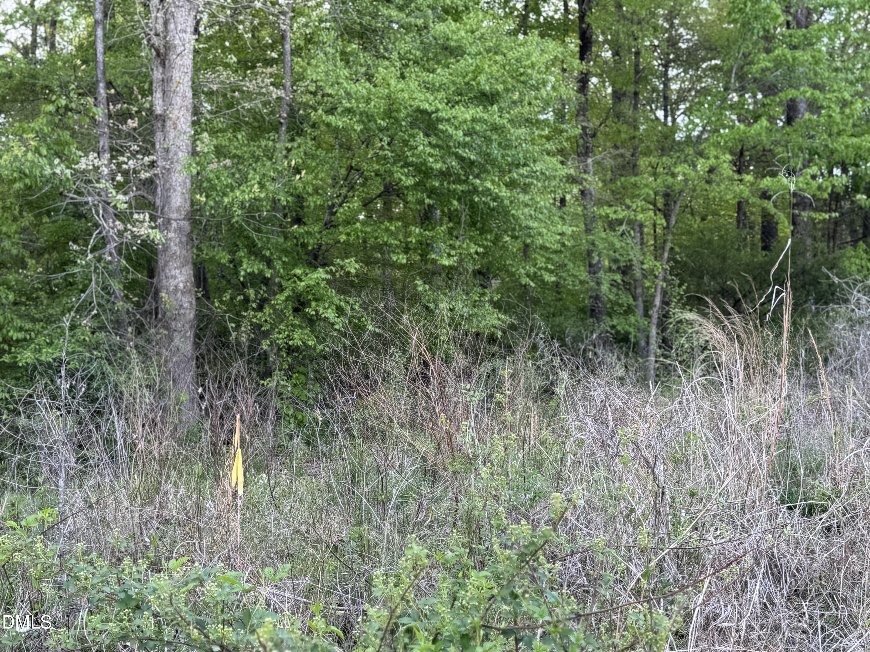 4222 Jeffries Road Durham, NC 27704 - Photo 1 of 5 a view of a lush green forest