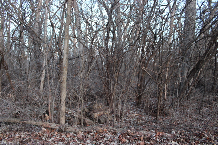 27-w020 Walz Way Wheaton, IL 60189 - Photo 4 of 9 a view of a yard