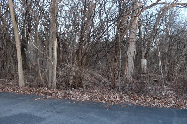 a view of a forest with trees in the background