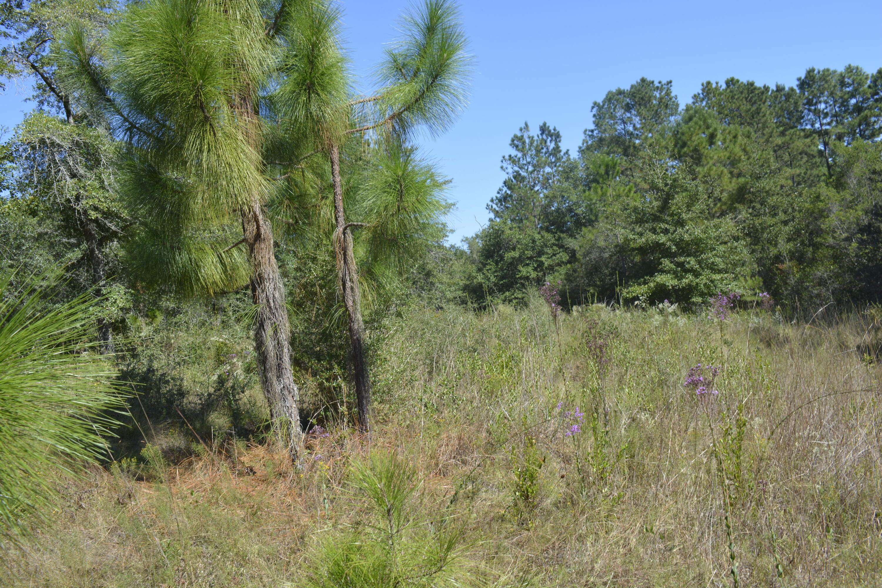 32-acres Aplin Road Crestview, FL 32539 - Photo 13 of 20 Cleared, grassy areas