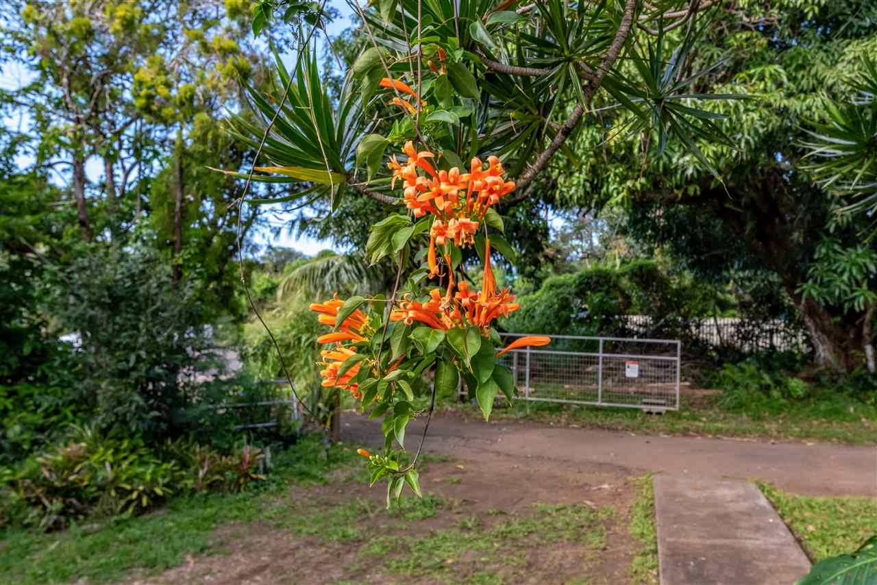 889 Kokomo Road Haiku, HI 96708 - Photo 10 of 12 a backyard of a house with lots of green space