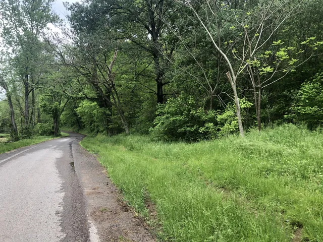 a view of a yard with plants and a large trees