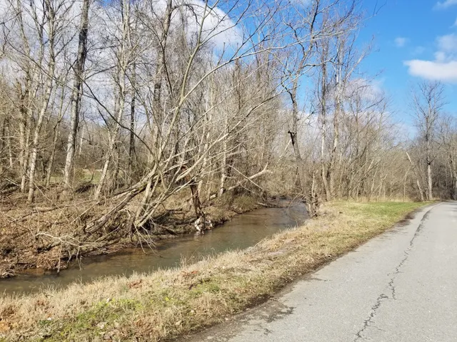 a view of a yard with large trees