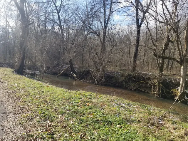a view of a forest with a street